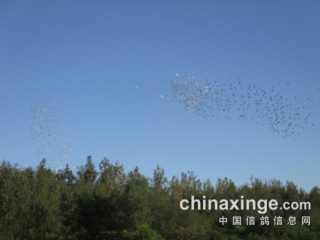 超信公棚最新动态，与自然美景的浪漫邅揭秘