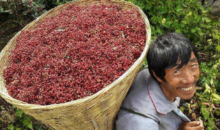 干花椒价格最新行情及分析报告