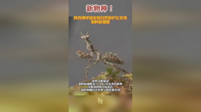 秦岭发现新物种，缺翅螳揭示科技重塑生态的奇迹探索新知