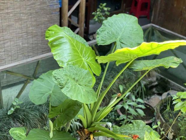 医生回应男孩误食滴水观音事件，警惕植物误食风险