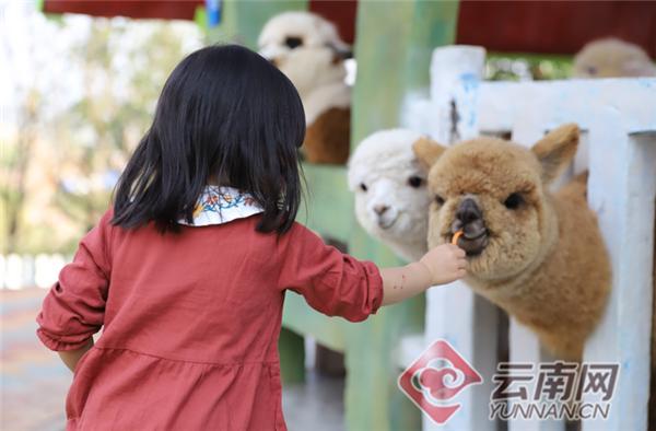 投喂浣熊三十年引百只萌宠环绕，智能生活体验非凡之旅