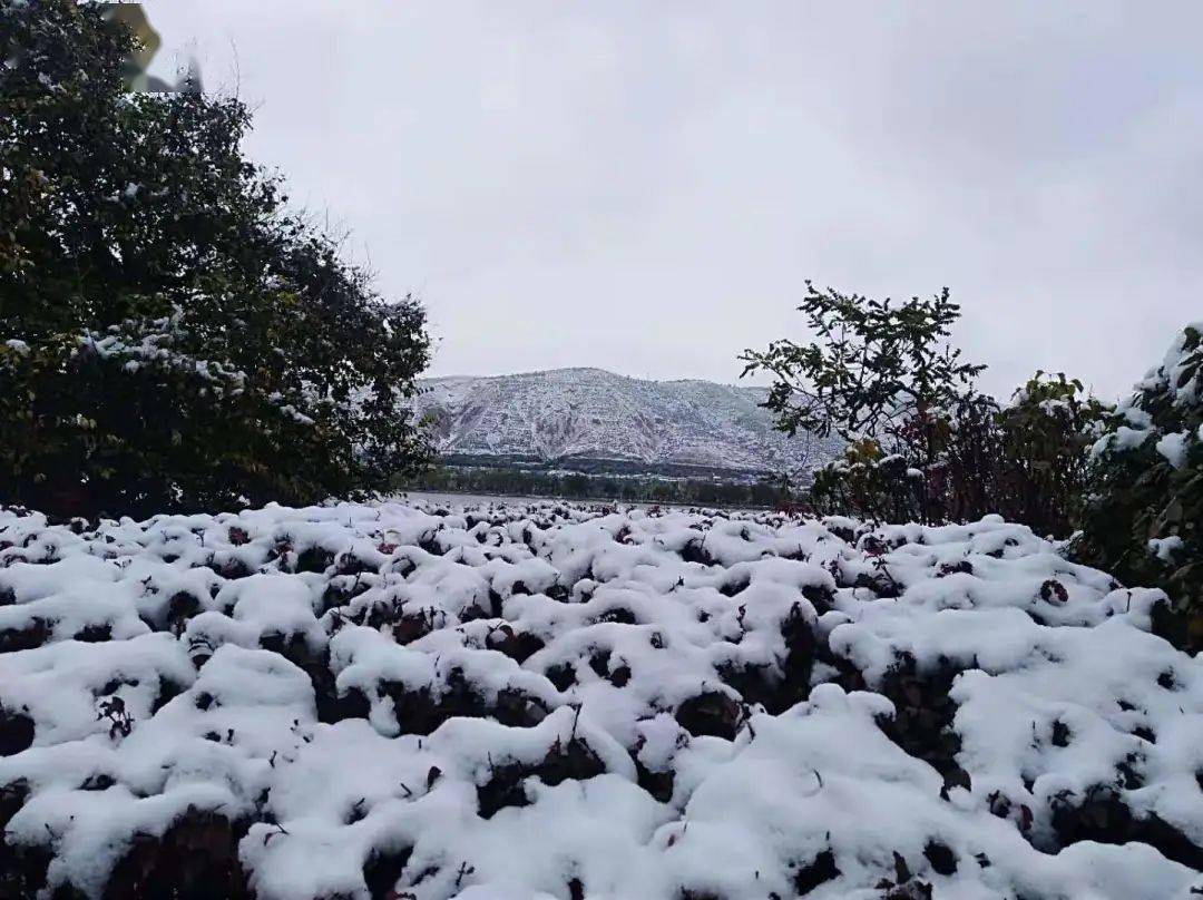 成都秋雪