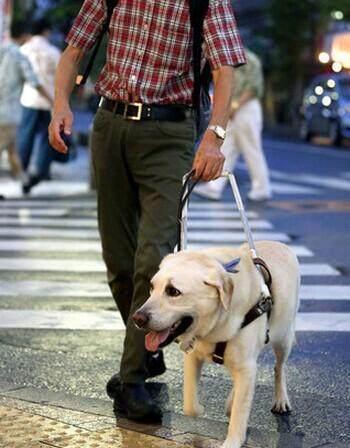 高校保安打死幼犬事件引发关注，主人发声，小巷特色小店意外成焦点