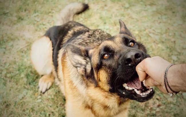 高校保安打死幼犬事件