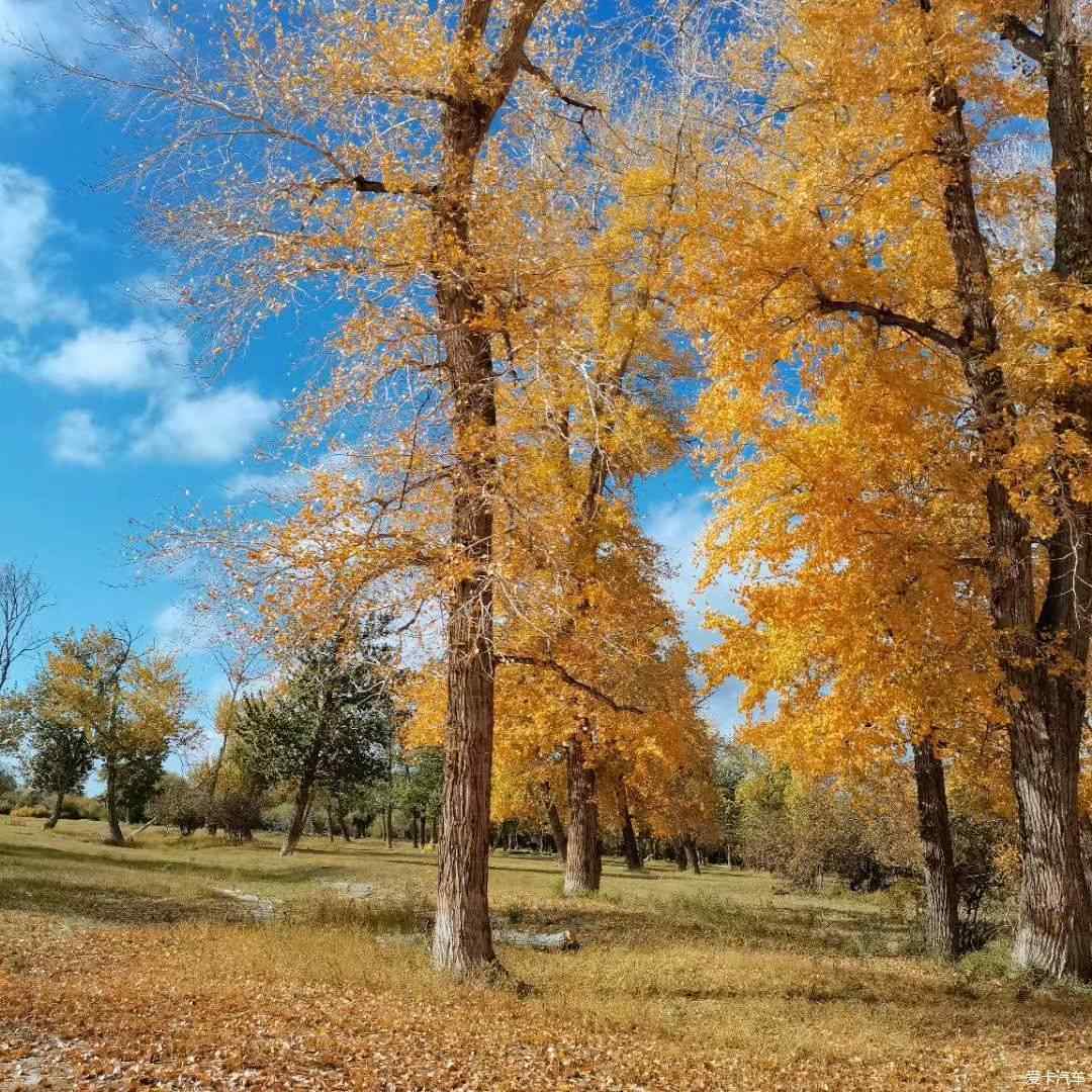 金秋十月的如画美景，自然画卷的盛宴