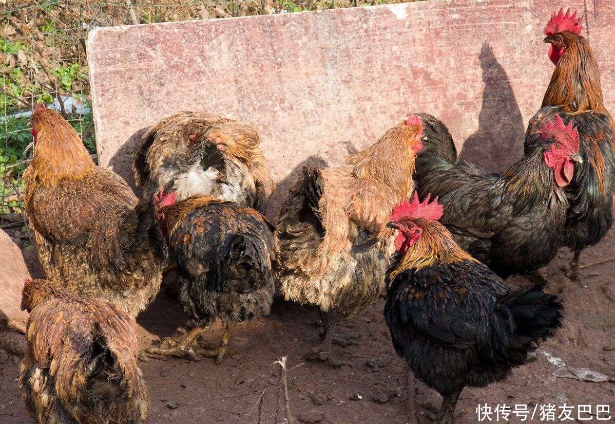 今日麻鸡最新价格，科技重塑价值，引领未来生活体验