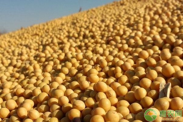 黑龙江大豆最新价格走势分析